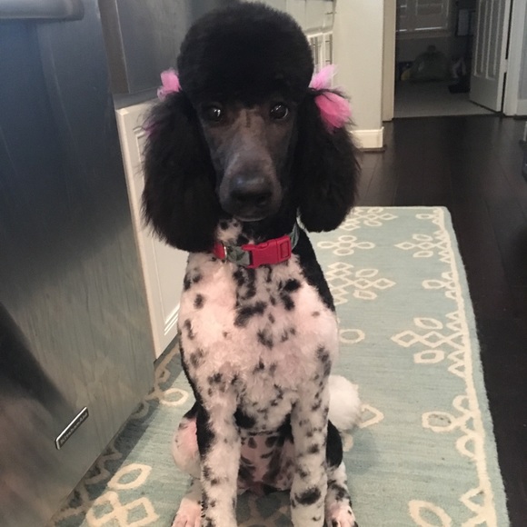 Meet your Posher, Erin - Picture 2 of 2